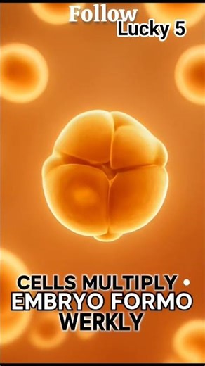 What really happens in the first month of pregnancy?