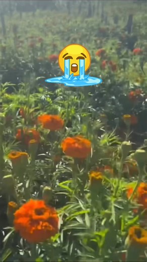 Quien tiene un angelit@ en el cielo🥲🥲 | San Miguel ahuehuetitlan silac. OAX.