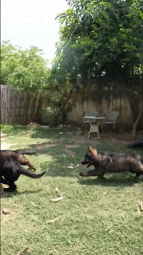 OG GERMAN SHEPHERD 2 MONTHS OLD DDR LINE #ddr #germanshepherdsforlife
