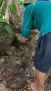 4.7K views · 22 reactions | My daily work #animal #fishing #Nature #Wildlife #K94 | K94 Studio Space | Facebook