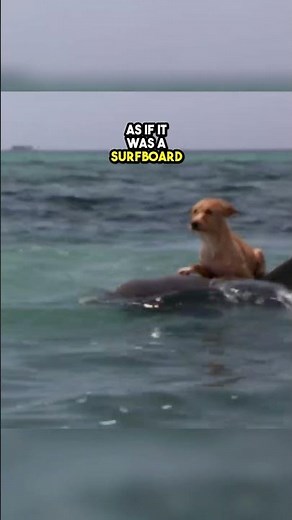 This dog-dolphin friendship is INCREDIBLE 😲🤩