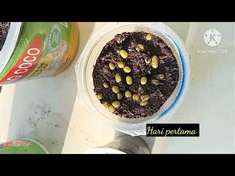 Praktikum IPA Gerak geotropisme negatif pada tumbuhan