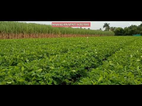 Groundnut Cultivation. Spray to increase growth and yield in Groundnut Farming.