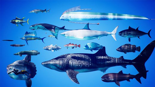 探寻神秘的海底深处，看看世界上最大的海洋生物有多长！