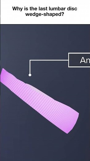 SM Why is the Last Lumbar Disc Wedge Shaped