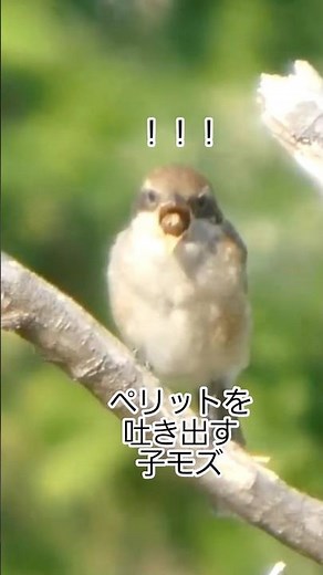5月の子モズ ペリット吐き出すモズ幼鳥#幼鳥#ペリット#モズ