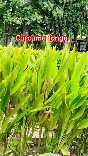 Curcuma longa (Haldi)
