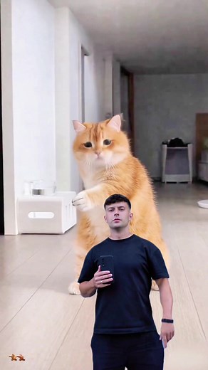 Create AI Baby Dance Videos with CapCut Effect