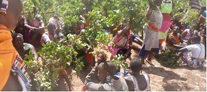 Kajiado Women Invade & Uproot Miraa On 10 Acre Farm