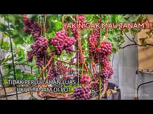 HARVESTING JUPITER GRAPES IN TABULAMPOT WITHOUT SHADE AT THE END OF 2023