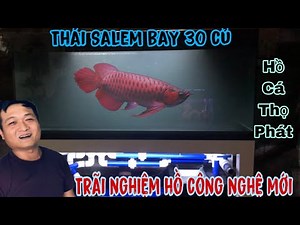 Hành trình trãi nghiệm hồ cá công nghệ 30củ của Thái Salem-Hồ cá Thọ Phát