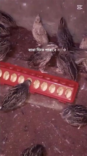 ফরজ সালাতের পর আয়াতুল কুরসি পাঠ করুন #shorts #trending #foryou #viral