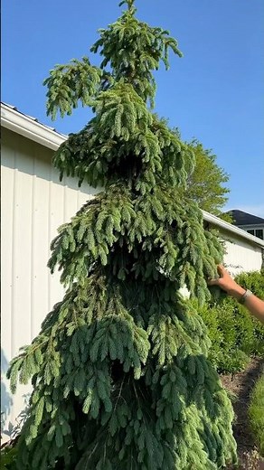 This skinny Weeping White Spruce tree is great for small gardens! #shorts