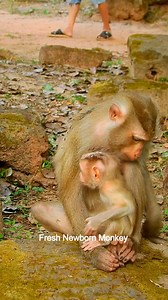 Mom weaning little baby monkey when baby begging milk, DSCN1090 | Fresh Newborn Monkey | Facebook