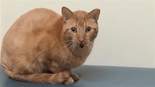 VIDEO: Cat jumps down 3 stories to escape burning building, nearly uninjured