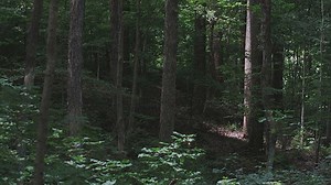 Joseph Smith Lecture 1: The First Vision and Its Aftermath