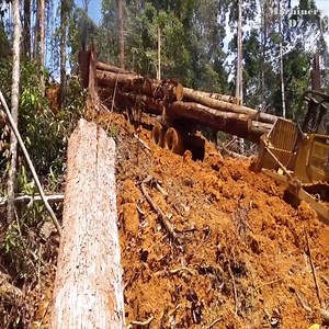 Incredible logging power | All Natural