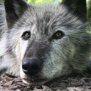 A world without wolves is a world without beauty 🐺 | Wolf Conservation Center