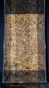 Feeding the six eyed sand spider the worlds most venomous spider #learnonfacebook #spider #bugs #tarantula #blackwidow #brownrecluse #brazilianwonderingspider | Spider Facts