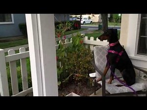 Excited Dog Goes Wild When Owner Returns Home