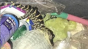Police department clarifies 'the meth-gator is not real' after drug-flushing warning goes viral