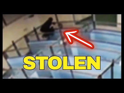 Dog STOLEN From Humane Society Shelter