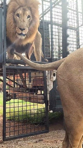 LION Brothers Return Home after Birthday Walk #cat #wildlife #nature