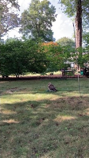 Red-Tailed Hawk STANDING IN BIRDBATH Up Close #nature #wildlife #birds #animals #shortvideo #shorts