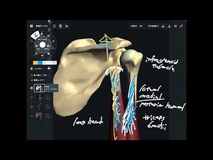 Anatomy and function of triceps brachii