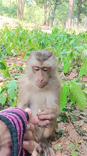 Cutest Monkey keeps Interaction with Humans Ever 🐒✨