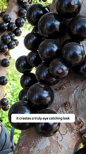 Have you ever seen a tree where the fruit grows in clusters right on the trunk The Jaboticaba Tree is not just a fruit tree | Amber Lynn Sysel-Lodge