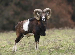 Mouflon - Alchetron, The Free Social Encyclopedia