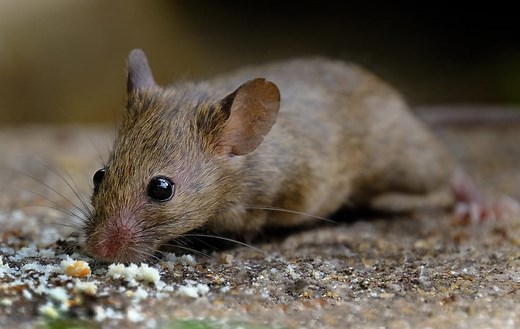 7 Common Types of Mice in Pennsylvania (2023 Guide) - The Gardening Dad