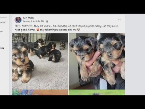 Puppy scam making its way across Central Texas
