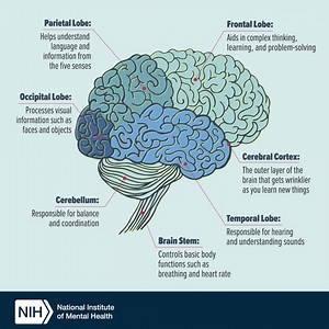 3K views · 158 reactions | Your brain is an incredible and complex organ! It helps you think, learn, create, and feel emotions, and it controls every blink, breath, and heartbeat. Learn more about the parts of the brain and what each area helps control. #BrainAwarenessWeek #BrainWeek https://www.nimh.nih.gov/news/media/2022/get-to-know-your-brain?utm_campaign=BAW23&utm_medium=socialmedia&utm_source=facebook | National Institute of Mental Health | Facebook
