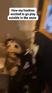 #huskies #husky #shepsky #huskiesofinstagram #huskyoftiktok #doginstagram #dogs #shepskysofinstagram #huskymix #huskyoftheday #viraldog #viralhusky Dora Huskies The Huskies in Canada | Dora Sawicz