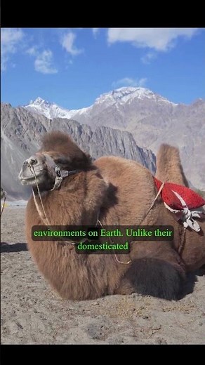 "Wild Bactrian Camel: Desert Survivor Like No Other!" 🐪🔥
