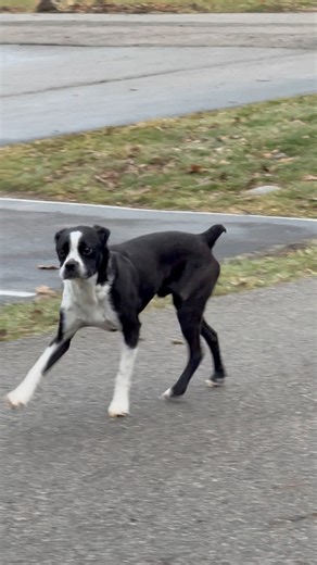 Had to pull out my “Daddy Voice” for this 😭 Pretty sure my neighbors hate us 🤣 Between the dogs 🐾 & the bonfires 🔥 #DogMomLife #BostonTerrierEnergy #AccidentalDadVoice #NeighborhoodChaos #EverythingIsFineHonies #DexterWilliams | LeAnna Nicole