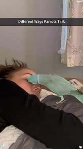 Different Ways Parrots Talk”🦜#talkingparrot #parrotsoftiktok #cuteanimals #funnyvideos #usa | Pet Lovers Paradise