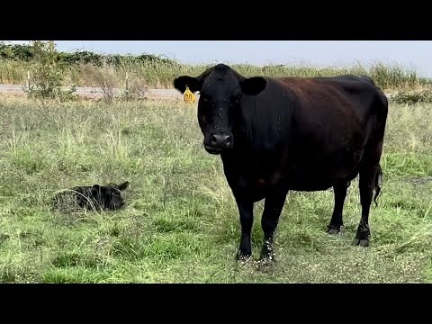 Baby Bull is Here, So Now What???