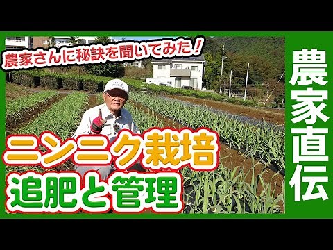 11月ニンニク栽培の秘訣！家庭菜園や農園でニンニク栽培を成功させる追肥や水やりなどニンニクの育て方を農家さんに聞いてみた！【農家直伝】