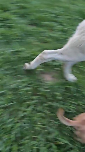 96 - Minion ATV Day： Excited to be home #narrowayhomestead #theoneandonlym... 001 | Elizabeth James