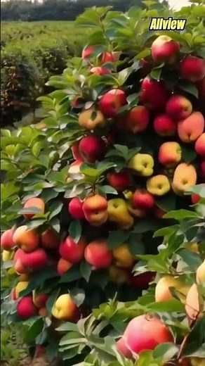 Container Apple Growing 🍎 | Step-by-Step Tutorial
