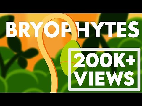 Bryophytes Class 11 | Life Cycle of Bryophytes ANIMATION | Plant Kingdom Class 11 | NEET