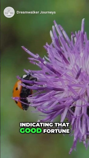 Spiritual Meaning of Ladybug in Your House #SpiritualMeaning#LadybugSymbolism