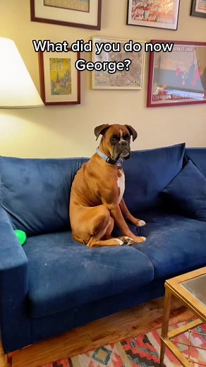 #boxersoftiktok #boxerdog #puppy #dog #boxer #crazydog #fyp #dogsoftiktok