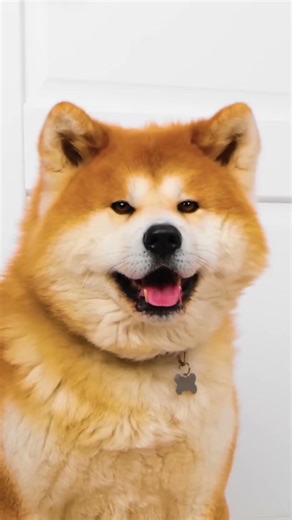 Squeaky Clean Paws: The Ultimate Dog Wash Challenge! 🐾🚿 #shorts