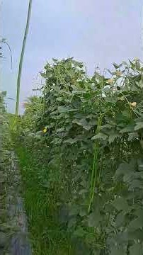 dharti seeds ddgl Barbati #farming #Kheti #agriculture #explorepage