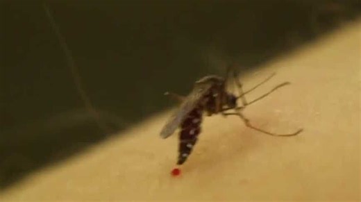 What's the best insect repellent for mosquitoes and ticks? | Consumer Reports