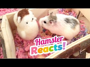 Cute Hamsters REACT to Needlefelt Versions of Themselves!